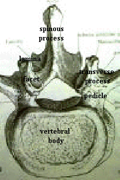 lumbar spine vertebral