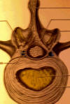 lumbar spine cross section