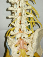 lumbar spine model