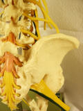 lumbar spine and hip and pelvis