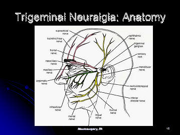 branches of trigeminal nerve